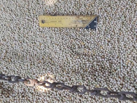 Borsó, sárga takarmány eladó Borsó, sárga takarmány eladó