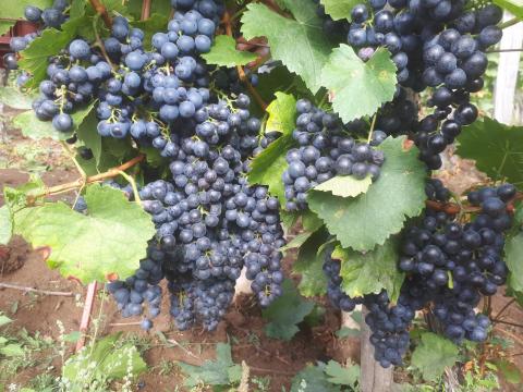 Kékfrankos szőlő eladó Kékfrankos szőlő eladó
