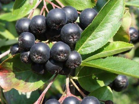 Arónia, fekete berkenye eladó, kézzel szedve Arónia, fekete berkenye eladó, kézzel szedve
