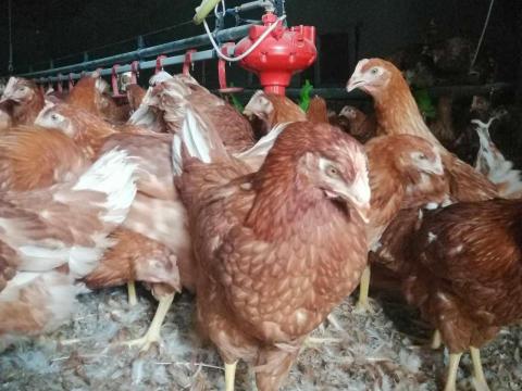 Isa Brown tojójérce rendelhető 2026 áprilisára, augusztusára és szeptemberére Füzesgyarmaton Isa Brown tojójérce rendelhető 2026 áprilisára, augusztusára és szeptemberére Füzesgyarmaton