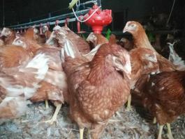 Tojó jérce rendelhető 2026. áprilisra, augusztusra és szeptemberre Füzesgyarmaton