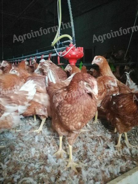 Tojó jérce rendelhető 2026. áprilisra, augusztusra és szeptemberre Füzesgyarmaton