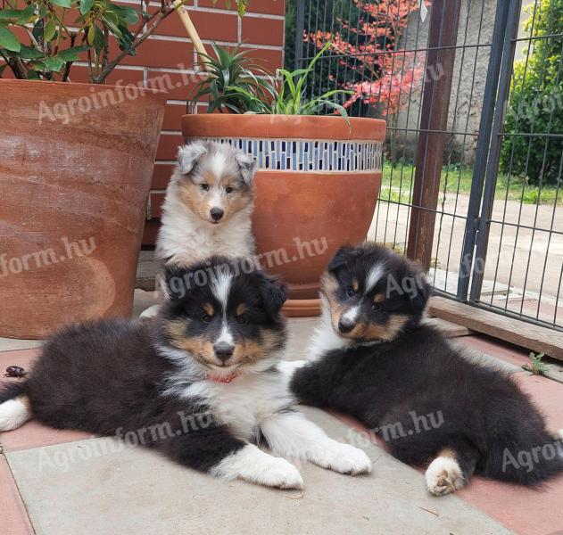 Gyönyörű Sheltie (Shetland Sheepdog) kiskutyák elérhetők