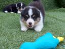 Gyönyörű Sheltie (Shetland Sheepdog) kiskutyák elérhetők