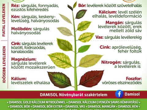 DAMISOL LEVÉLDIAGNÓZIS DAMISOL LEVÉLDIAGNÓZIS