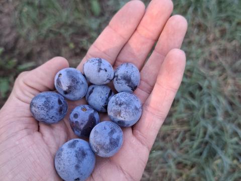 Szilva cefrének vagy lekvárnak eladó Szilva cefrének vagy lekvárnak eladó