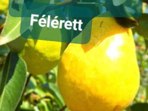 Vilmoskörte étkezési Szentes Vilmoskörte étkezési Szentes