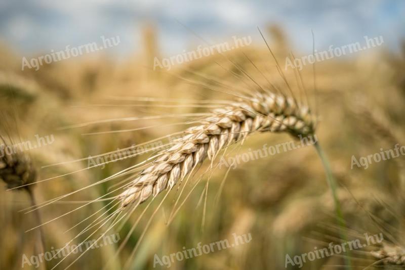 KWS őszi árpa vetőmag árak 2025 
