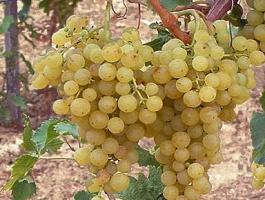 Irsai Olivér, Muscat Ottonel, Sauvignon Blanc, Olaszrizling borszőlő eladó
