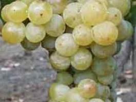 Muscat Ottonel, Sauvignon Blanc, Olaszrizling borszőlő eladó