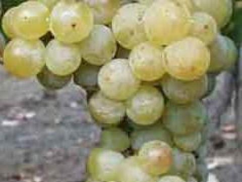 Muscat Ottonel, Sauvignon Blanc, Olaszrizling borszőlő eladó Muscat Ottonel, Sauvignon Blanc, Olaszrizling borszőlő eladó