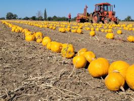 MOTY-1800 Tökszedő