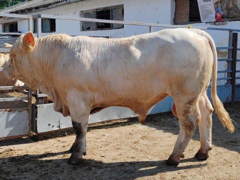 Charolais Tenyészbikák Eladók Charolais Tenyészbikák Eladók