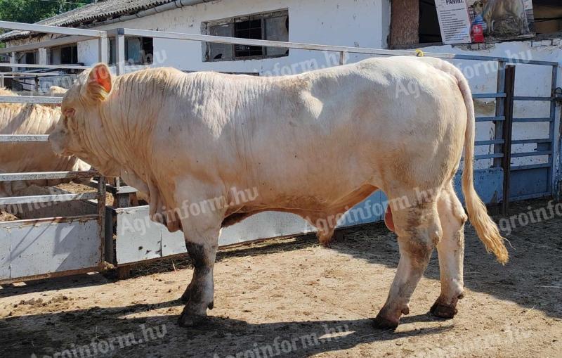 Charolais Tenyészbikák Eladók