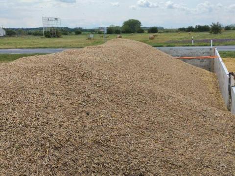 Homoki vagy fekete zab Homoki vagy fekete zab