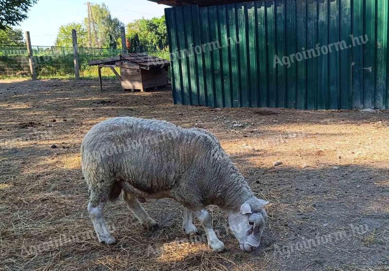 Fiatal berrichon fajtájú kos eladó