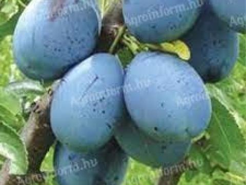 Stanley szilva cefrének friss szedéssel eladó Stanley szilva cefrének friss szedéssel eladó