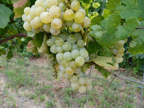 Chardonnay borszőlő eladó