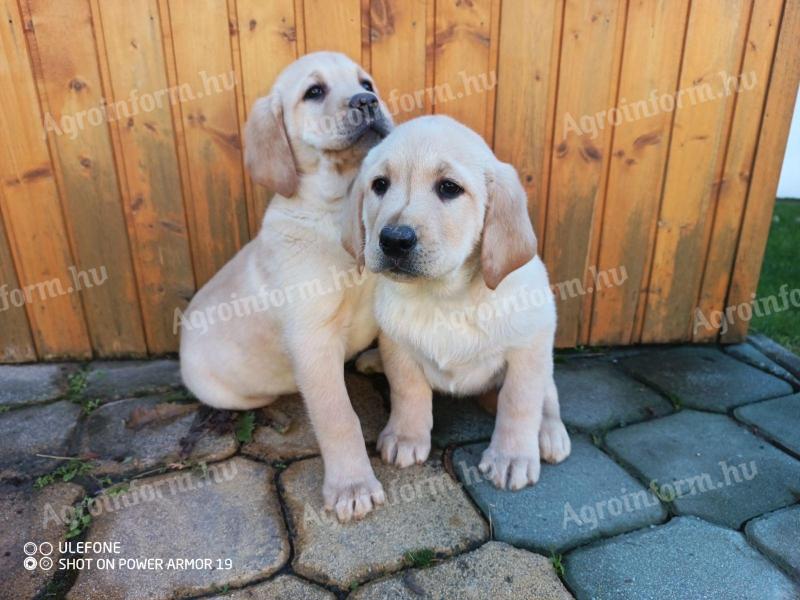 Labrador retriever jellegű kiskutyák