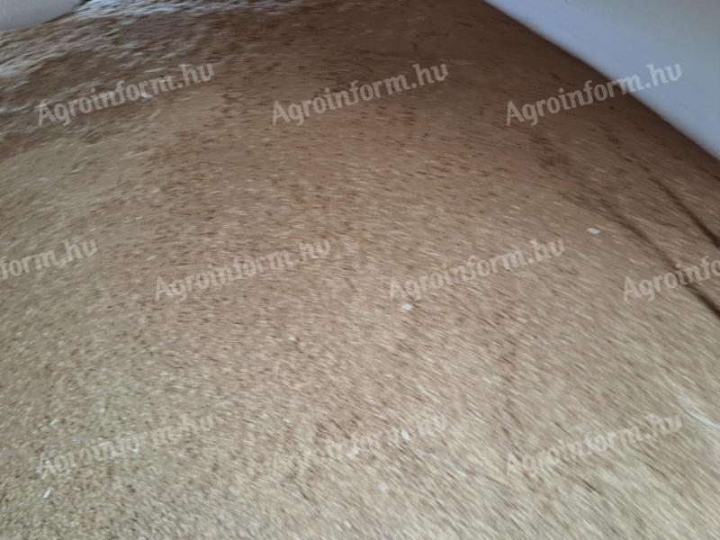 Eladó 100 tonna kiváló minőségű aranysárga zab Nagybörzsönyben