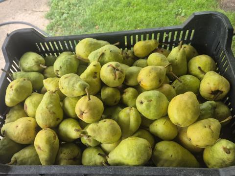 Vilmoskörte, ll. osztály Vilmoskörte, ll. osztály