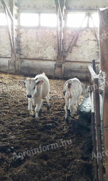 Eladó magyar szürkemarha üszők Mezőtúron