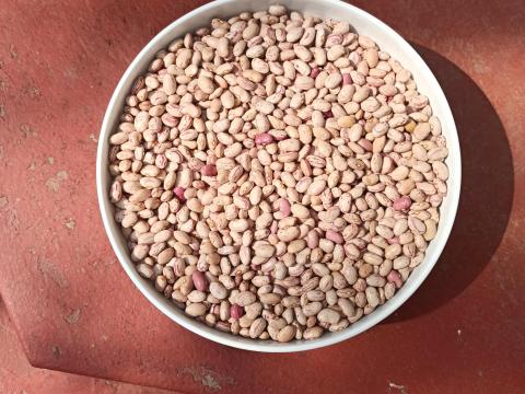 Etna fajtájú étkezési szárazbab Etna fajtájú étkezési szárazbab