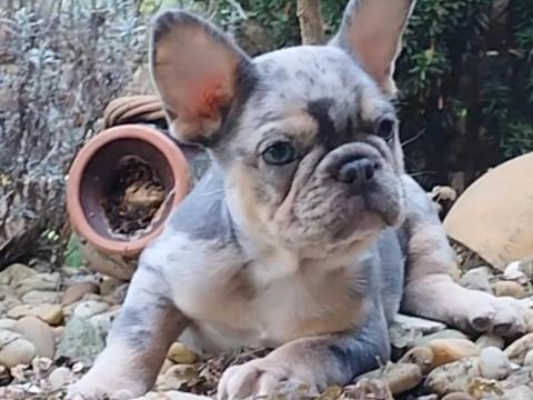 Francia bulldog jellegű kiskutya Francia bulldog jellegű kiskutya
