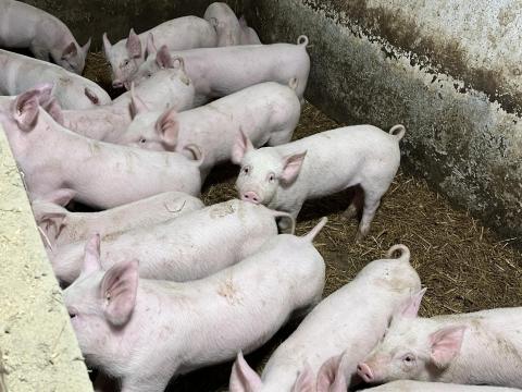 Eladó 22 magyar nagy fehér választási malac Eladó 22 magyar nagy fehér választási malac