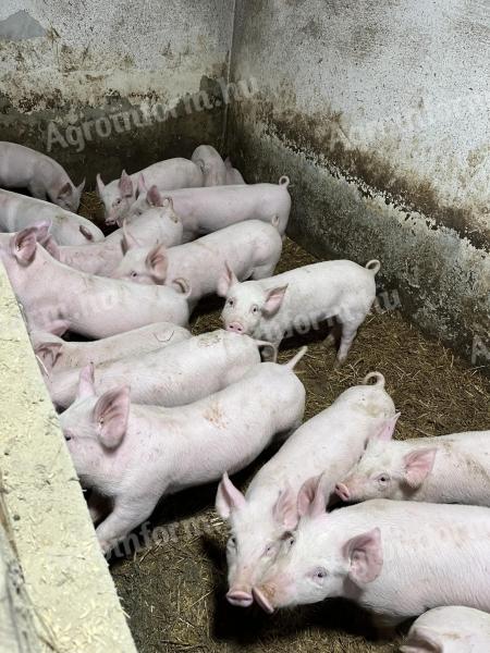 Eladó 22 magyar nagy fehér választási malac