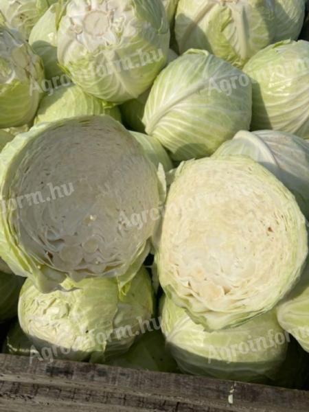 Fejes káposzta eladó termelőtől, savanyításra alkalmas Green Pearl, STRUKTA F1 típus