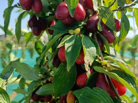 Húsos somvelő,  somvelő,  som,  fagyasztott som,  cornus mas Húsos somvelő,  somvelő,  som,  fagyasztott som,  cornus mas