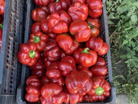 Paprika Paprika