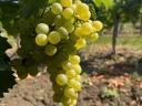 Eladó Furmint és Hárslevelű borszőlő