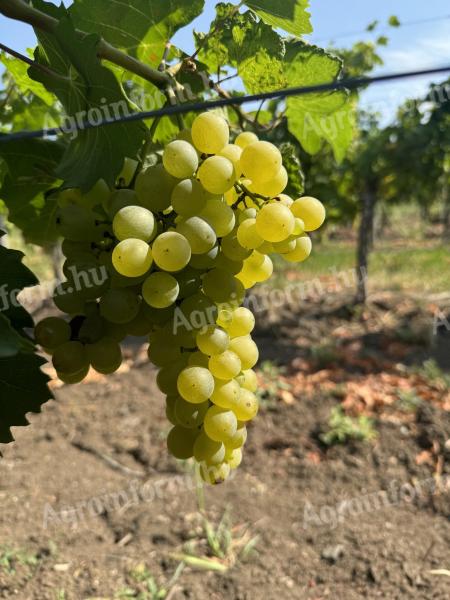 Eladó Furmint és Hárslevelű borszőlő