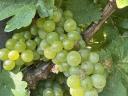 Eladó Furmint és Hárslevelű borszőlő