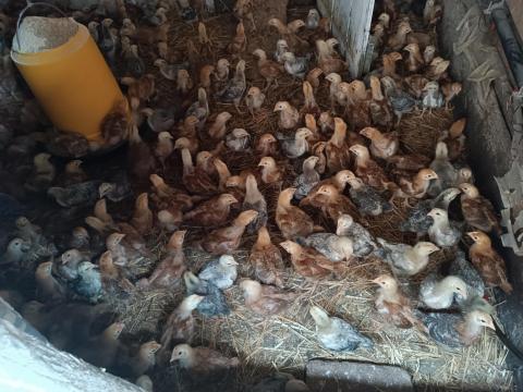 Előnevelt csibe Előnevelt csibe