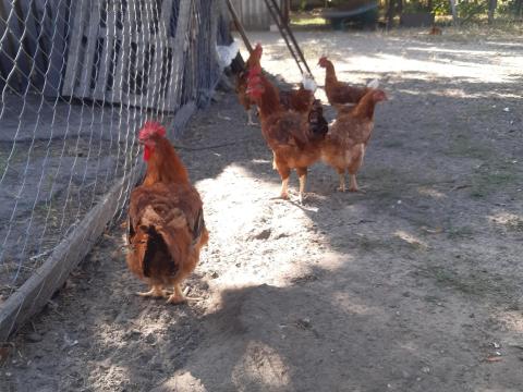 Kapirgálós Kakasok Kapirgálós Kakasok