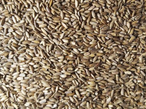 Máriatövis Mag Eladó Postai Úton Is Máriatövis Mag Eladó Postai Úton Is