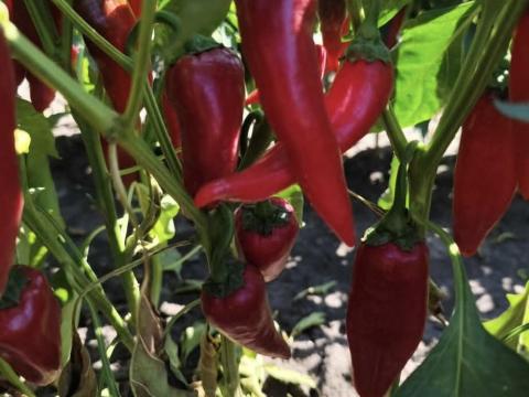 Eladó fűszerpaprika Eladó fűszerpaprika
