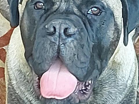 Bullmasztiff kan fedezésre Bullmasztiff kan fedezésre