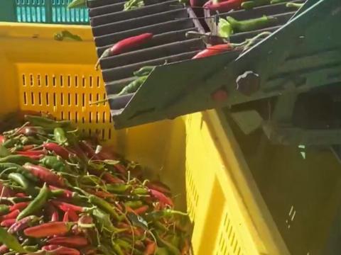 Önjáró fűszerpaprika- és babkombájn,  betakarító gép Önjáró fűszerpaprika- és babkombájn,  betakarító gép