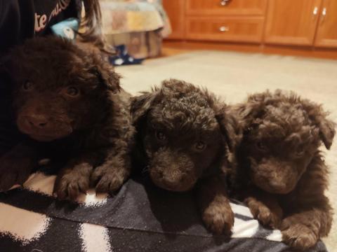 Gyönyörű mudi fajtajellegű kölykök gazdát keresnek Gyönyörű mudi fajtajellegű kölykök gazdát keresnek