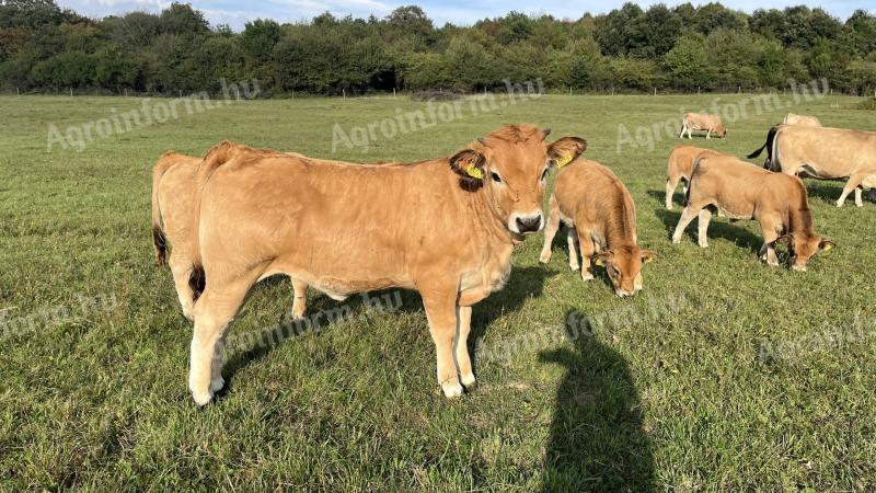 Aubrac tenyészüszők előjegyezhetők