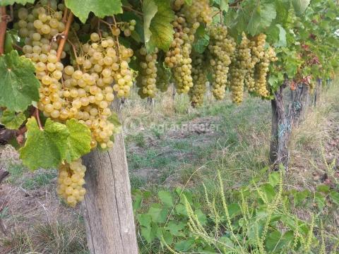 Mádon furmint/hárs borszőlő előjegyezhető