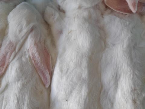 Fagyasztott nyúl - kígyók,  ragadozómadarak takarmányaként Fagyasztott nyúl - kígyók,  ragadozómadarak takarmányaként