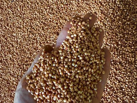 Cirok, szemes cirok eladó termelőtől