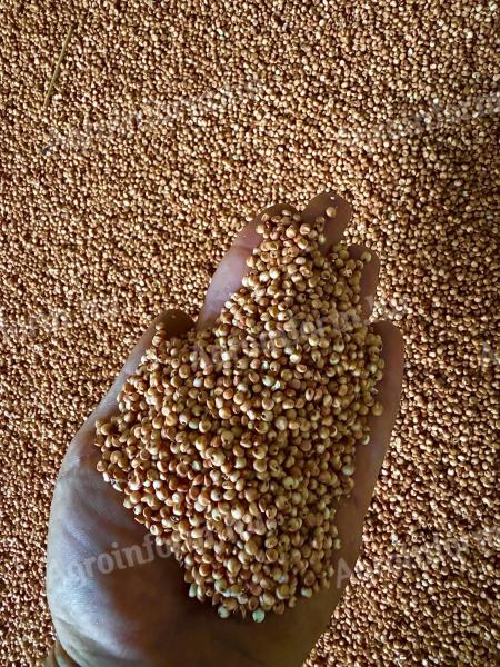 Cirok, szemes cirok eladó termelőtől