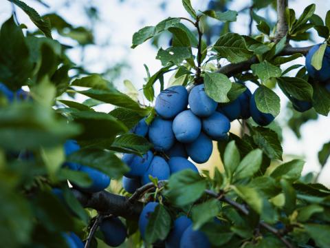 Stanley szilva Stanley szilva