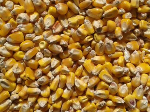 Kukorica takarmány Kukorica takarmány